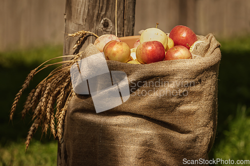 Image of Burlap sack of ripe apples