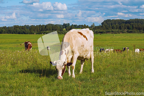 Image of Cow on the pasture