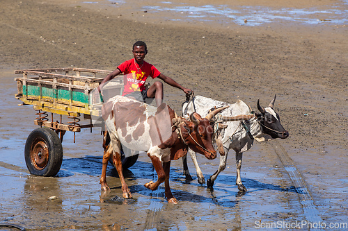 Image of Traditional zebu carriage on the road. The zebu is widely used as a draft animal in Madagascar.