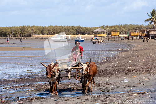 Image of Traditional zebu carriage on the road. The zebu is widely used as a draft animal in Madagascar.