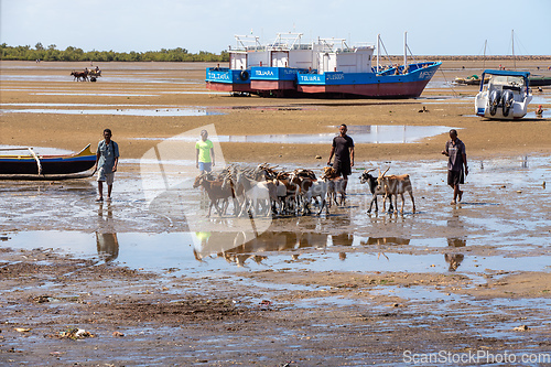 Image of Shepherd cuts through the mudflats at low tide, driving his flock of sheep through the port of Toliara, Madagascar.