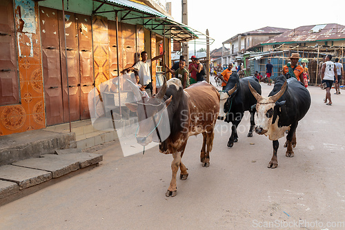 Image of Daily scene of Madagascar. Cattle being herded through the streets of the town Miandrivazo.