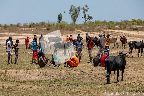 Image of Zebu bulls and cows are being traded at a market in Belo Sur Tsiribihina, Madagascar.