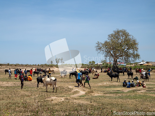 Image of Zebu bulls and cows are being traded at a market in Belo Sur Tsiribihina, Madagascar.