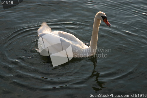 Image of Swan moving its tail