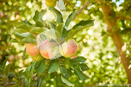 Image of Apple, farm or garden with trees for harvest on field of sustainable orchard farmland outside on sunny day. Agriculture, nutrition and sustainability ripe organic fruit to eat growing in green tree