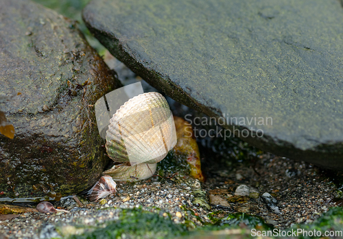 Image of A snail on the ground
