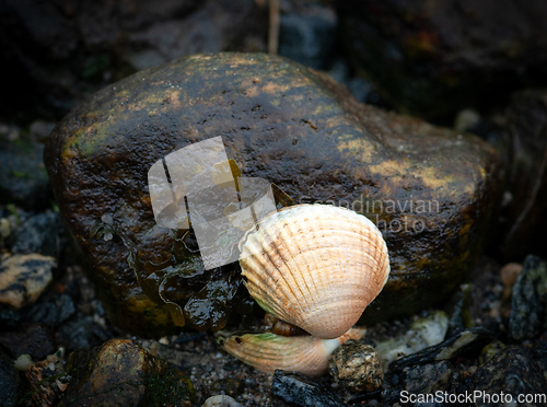 Image of A shell on a rock