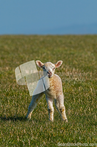 Image of Lamb on the South Downs