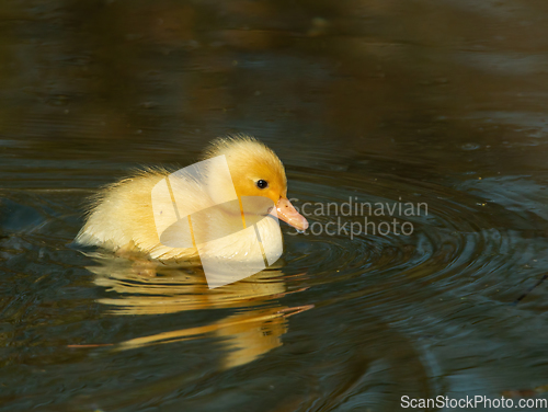 Image of Yellow Duckling Swimming 