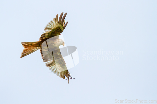 Image of Red Kite in Wales