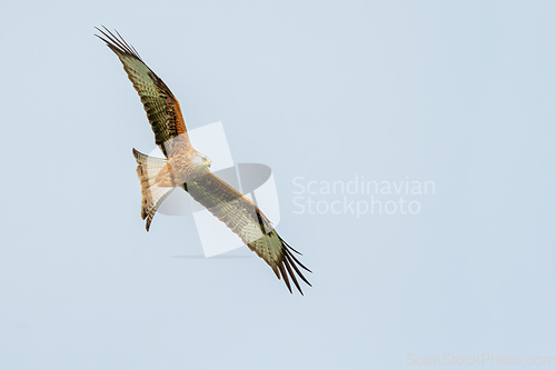 Image of Red Kite in Wales