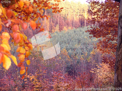 Image of multicoloured forest