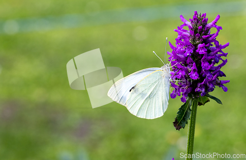Image of beautiful butterfly on blooming flower