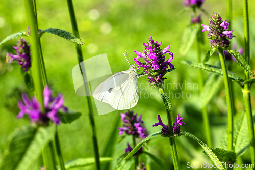 Image of beautiful butterfly on blooming flower