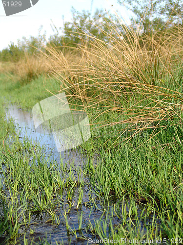 Image of wet meadow