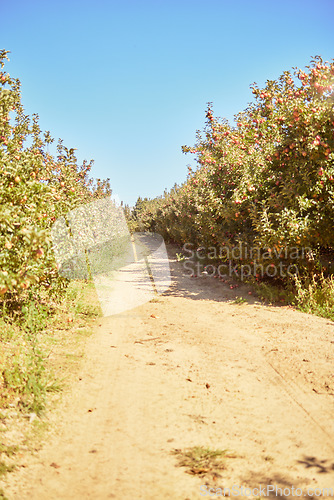 Image of Orchard, trees and path in apple farm for agriculture, farming and natural produce industry. A dirt road through sustainable apple orchard with organic fruit growing on tree, ready for harvest