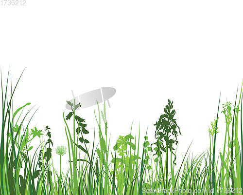 Image of Green Grass Meadow