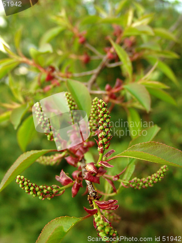 Image of branch