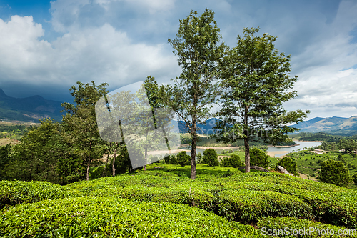 Image of Green tea plantations in Munnar, Kerala, India