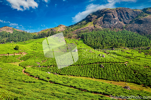 Image of Tea plantations, Munnar, Kerala state, India