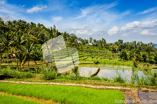 Image of Green rice terraces