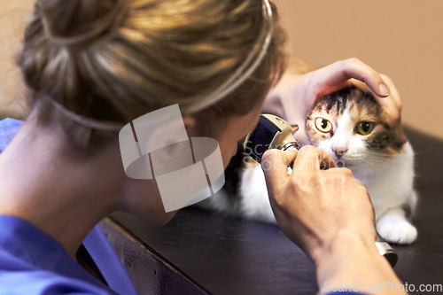 Image of Veterinary, woman and cat with tool for eyes, examination or checkup at hospital or clinic for health. Healthcare, veterinarian and animal for wellness, medical exam or sick pet at vet with light