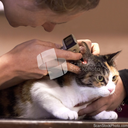 Image of Veterinary, doctor and cat with tool for ears, examination or checkup at hospital or clinic for health. Healthcare, veterinarian and animal for wellness, medical exam or sick pet at vet with light