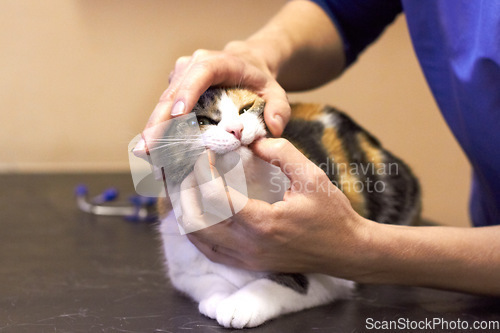 Image of Veterinary, hands and cat with mouth examination or checkup at hospital or clinic for health on table. Healthcare, animal and veterinarian or doctor for wellness, medical exam or sick pet at vet