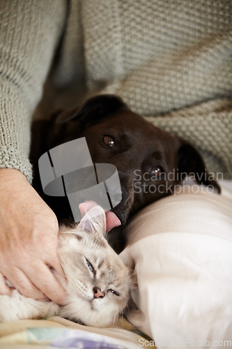 Image of Cat, dog and person relax in bed with calm, comfort and care in home with love of owner. Pet, lick and portrait of animals sleeping together in lap of woman or healthy kitten and puppy with support
