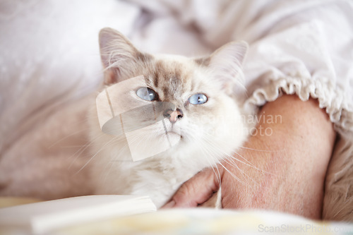 Image of Relax, cuddling and cat with an owner on the sofa for love, care and bonding in a house. Together, peace and a cozy pet or animal with a person for petting, comfort and resting on a home couch