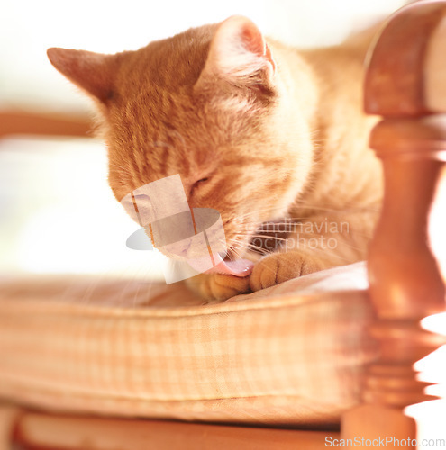 Image of Pet, cat and paw for lick on chair with grooming, tongue and cleaning of fur on body in sun. Cute, ginger tabby and ready by sitting on pillow for afternoon nap in summer with eyes closed in home