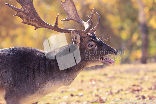 Image of closeup of roaring fallow deer