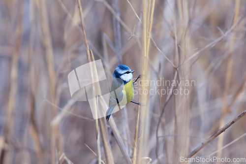 Image of cute blue tit in the wild