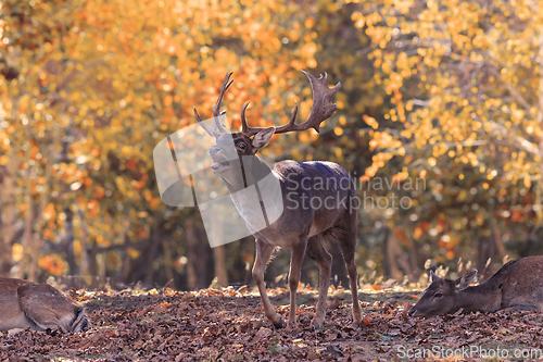 Image of fallow deer stag in autumn natural setting