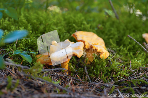 Image of golden delicious chanterelles