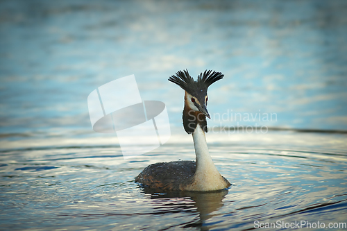 Image of great crested grebe in mating season