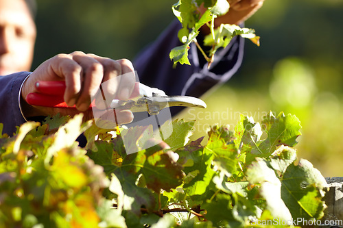 Image of Hands, leaves in vineyard and agriculture, person with harvest for wine industry, tools and farming for sustainability. Agro business, gardening and farmer with farm equipment, plant and environment