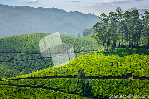 Image of Tea plantations. Munnar, Kerala, India