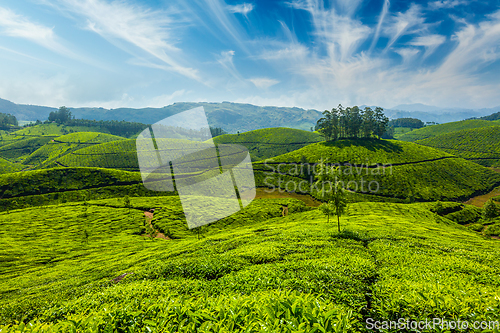 Image of Tea plantations in Munnar, Kerala