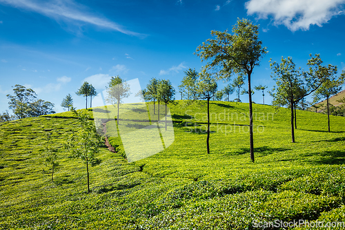 Image of Tea plantations. Munnar, Kerala, India