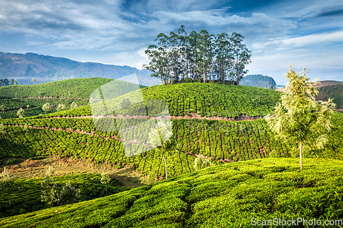 Image of Green tea plantations in Munnar, Kerala, India