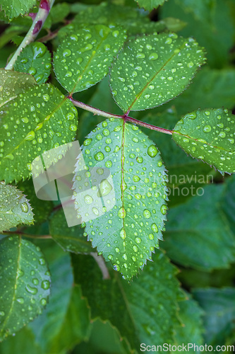 Image of wet rose leaf