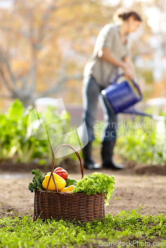 Image of Water, vegetables or farmer gardening for agriculture or sustainability for harvest or agro business. Blur, farming or woman working on fresh natural produce for wellness, organic growth or nutrition