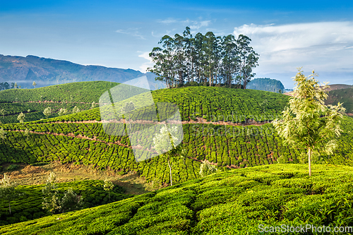 Image of Green tea plantations in Munnar, Kerala, India