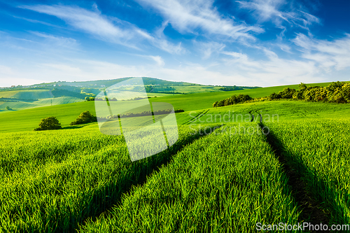 Image of Rolling summer landscape