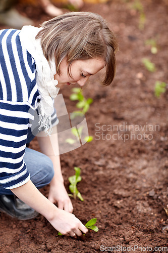 Image of Woman, gardening and plant in backyard soil, dirt or growing vegetables. Person, planting or harvest of plants in ground or agriculture in spring, garden and farming green spinach, leaves or herbs