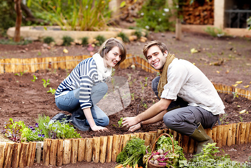 Image of Gardening, harvest and portrait of couple with plants, vegetables together in backyard. Farming, growth and people working with green seedlings or growing plant for sustainable, vegan or organic food