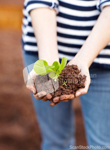 Image of Plant, soil and hands for hope in growth, sustainable development or care for climate change. Agriculture, earth or fertilizer for sapling in organic produce, vegetable or eco friendly farm for fresh