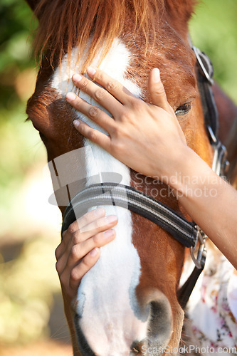 Image of Stroke, support or hands on horse in nature outdoor for bond or relax on farm, ranch or countryside. Animal closeup, person or touching stallion for freedom, adventure or vacation in summer for love
